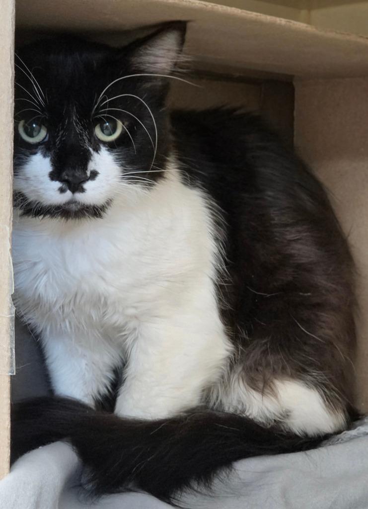 Enlarge Ivy, a Adoptable mixed breed in Bloomington, IN image 2/3