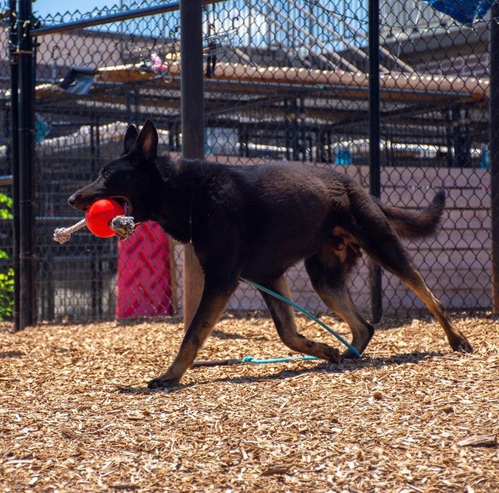 Pharaoh, Adoptable, Young Male German Shepherd Dog.