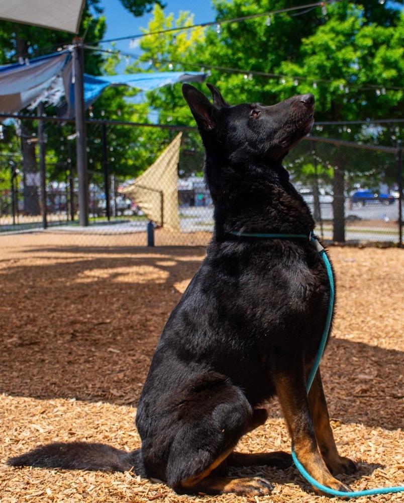 Pharaoh, a Adoptable German Shepherd Dog in Dacula, GA image 2/3