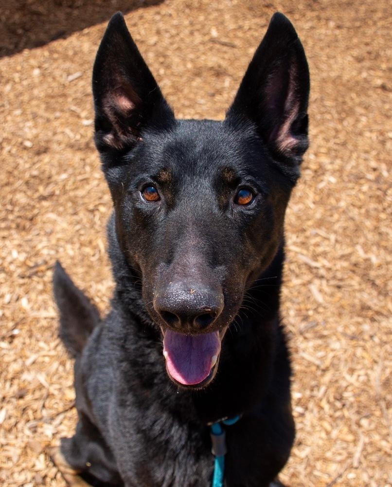 Pharaoh, a Adoptable German Shepherd Dog in Dacula, GA image 3/3