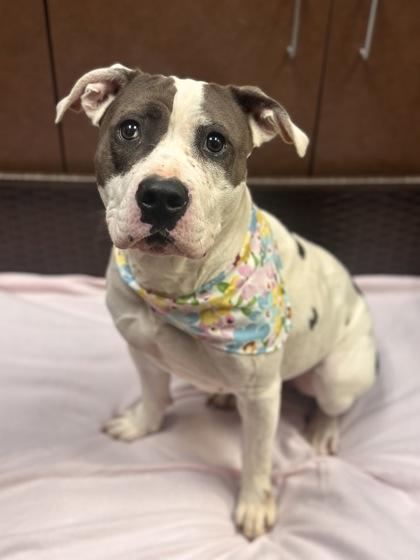 Enlarge Babe, a Adoptable mixed breed in Irving, TX image 1/3