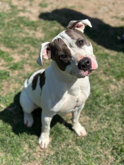 Enlarge Babe, a Adoptable mixed breed in Irving, TX image 3/3