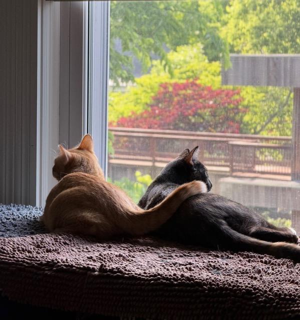 Atlas & Stella special need bonded pair, a ADOPTABLE Domestic Short Hair in Lexington, KY image 2/5