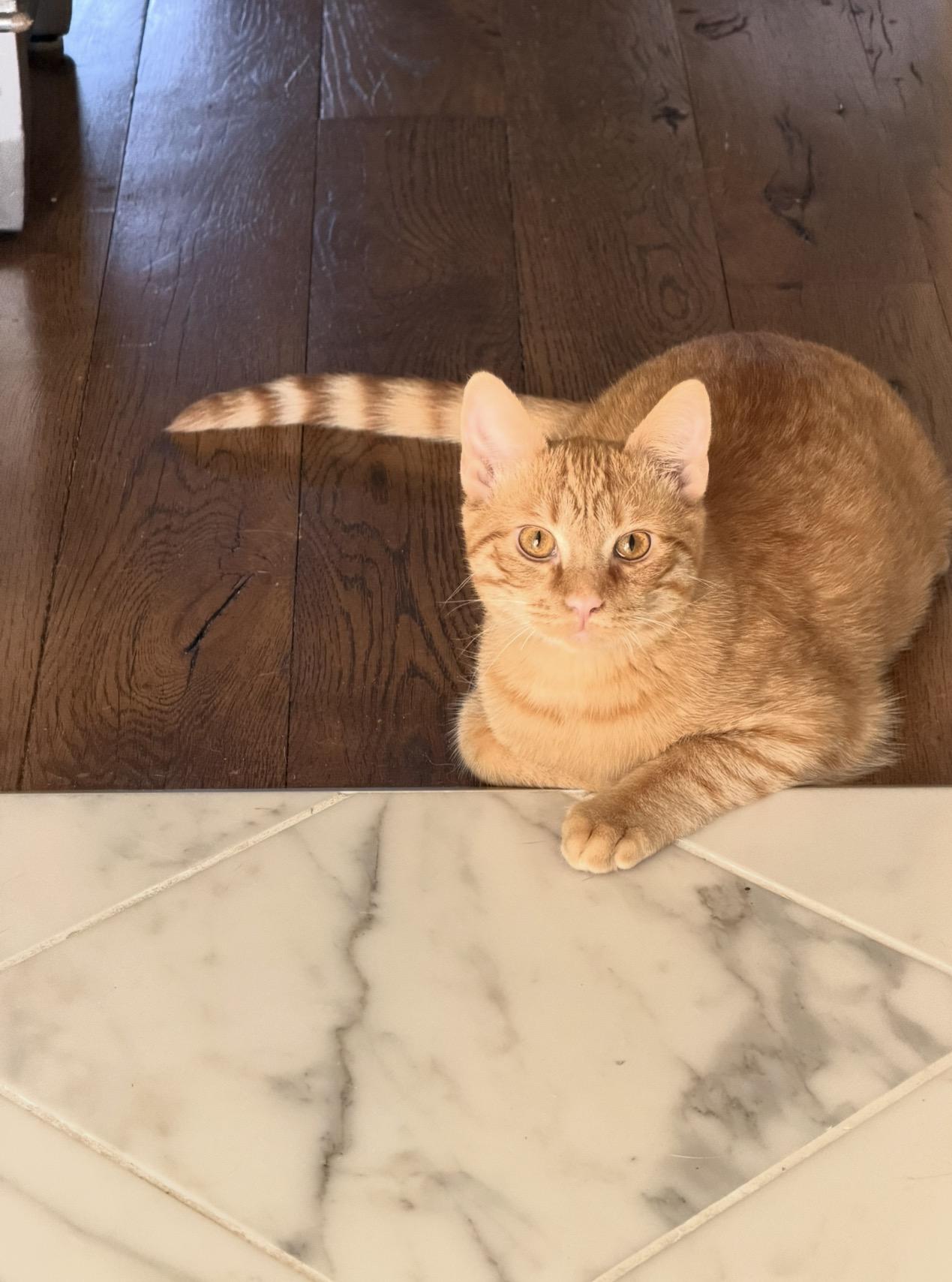 Atlas & Stella special need bonded pair, a ADOPTABLE Domestic Short Hair in Lexington, KY image 3/5