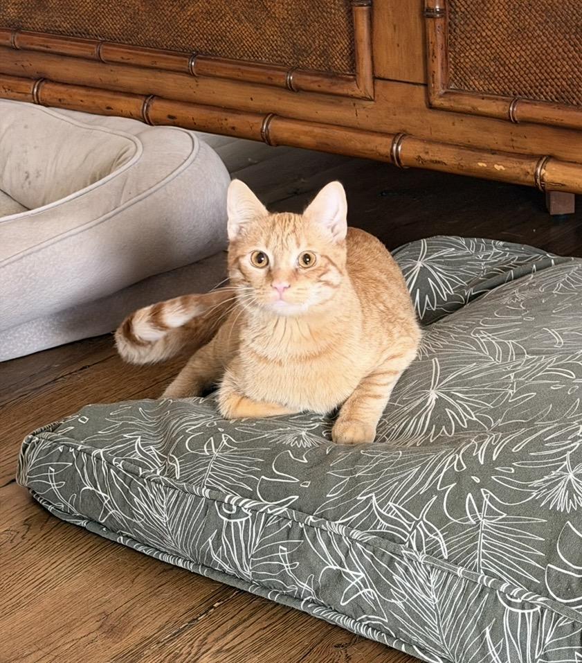 Atlas & Stella special need bonded pair, a ADOPTABLE Domestic Short Hair in Lexington, KY image 4/5