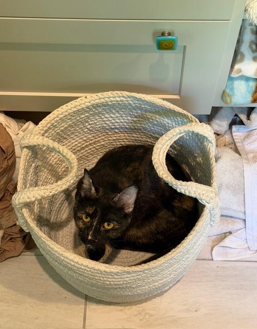 Atlas & Stella special need bonded pair, a ADOPTABLE Domestic Short Hair in Lexington, KY image 5/5