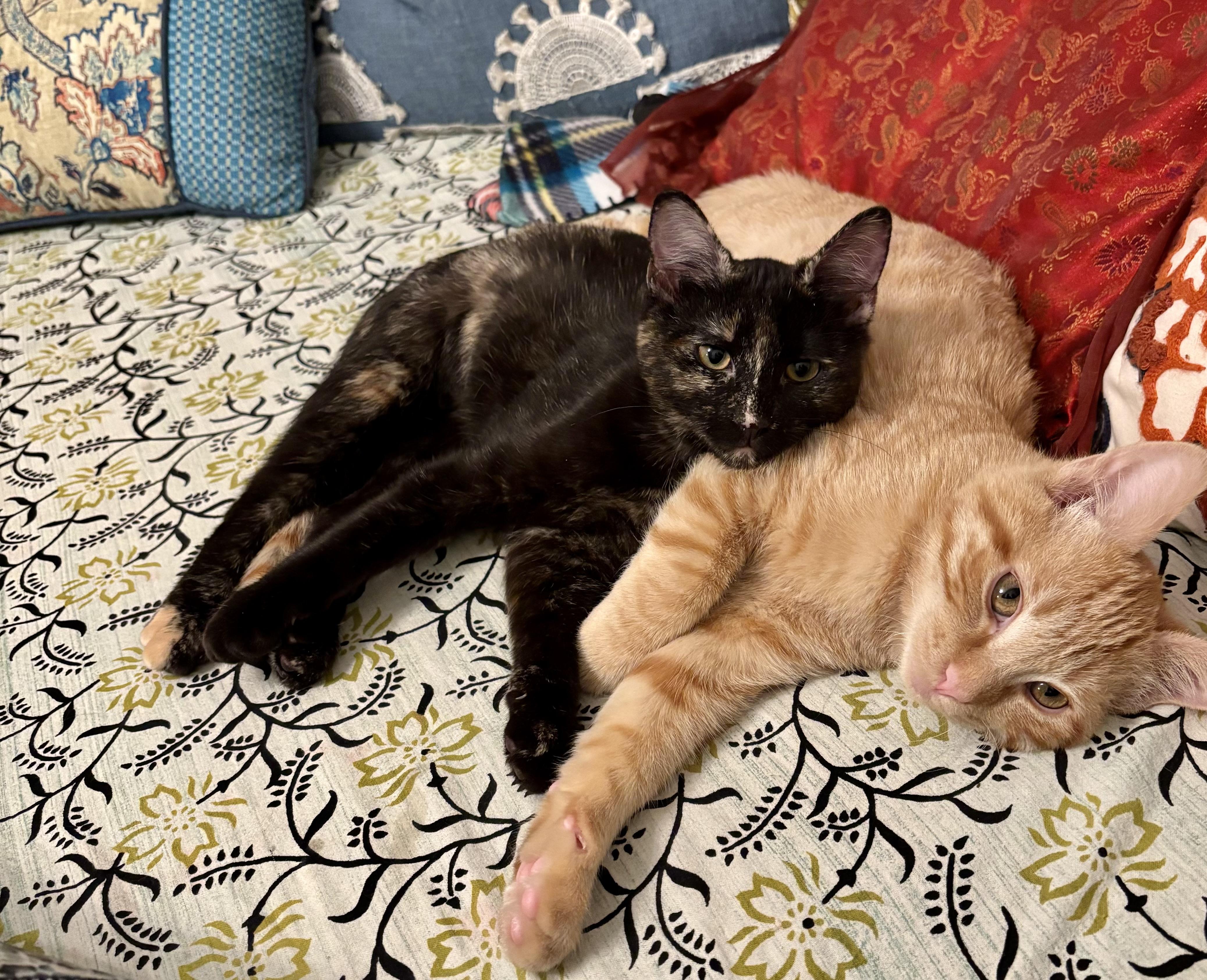 Enlarge Atlas & Stella special need bonded pair, a ADOPTABLE Domestic Short Hair in Lexington, KY image 3/3
