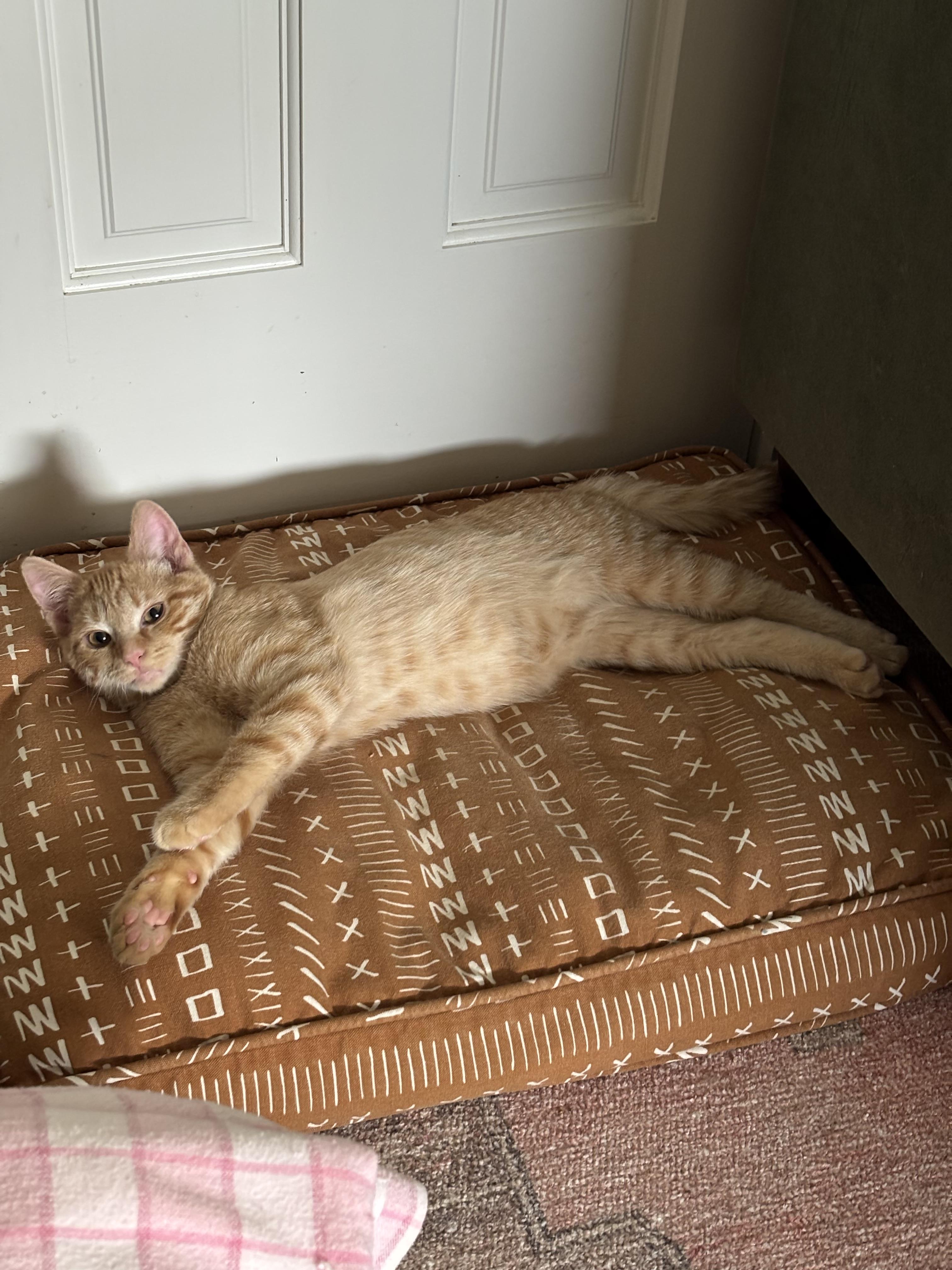 Enlarge Atlas & Stella special need bonded pair, a ADOPTABLE Domestic Short Hair in Lexington, KY image 2/3