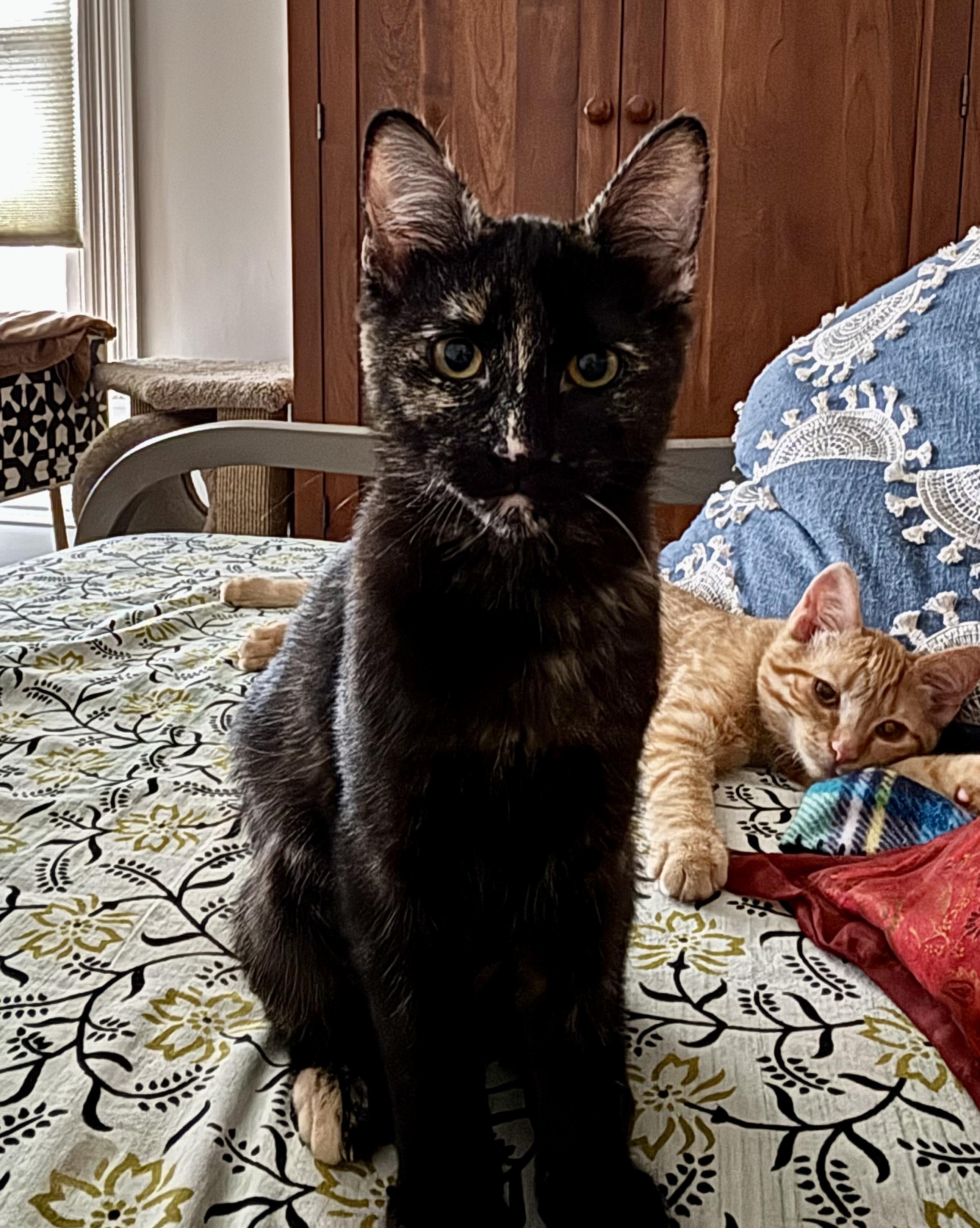 Atlas & Stella special need bonded pair, ADOPTABLE, Young Female Domestic Short Hair.