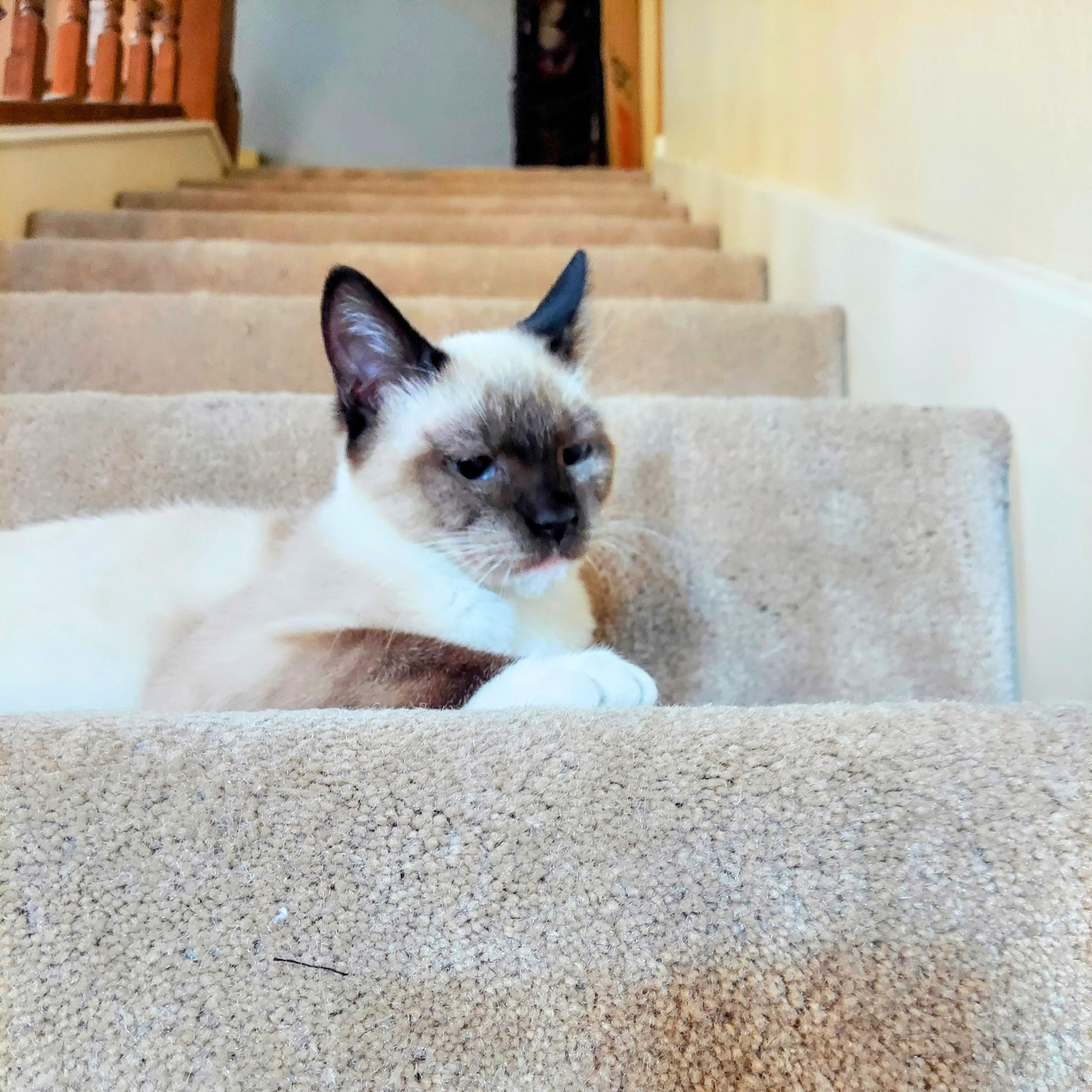 Timmy, a Adopted Siamese in Dallas, TX image 3/6