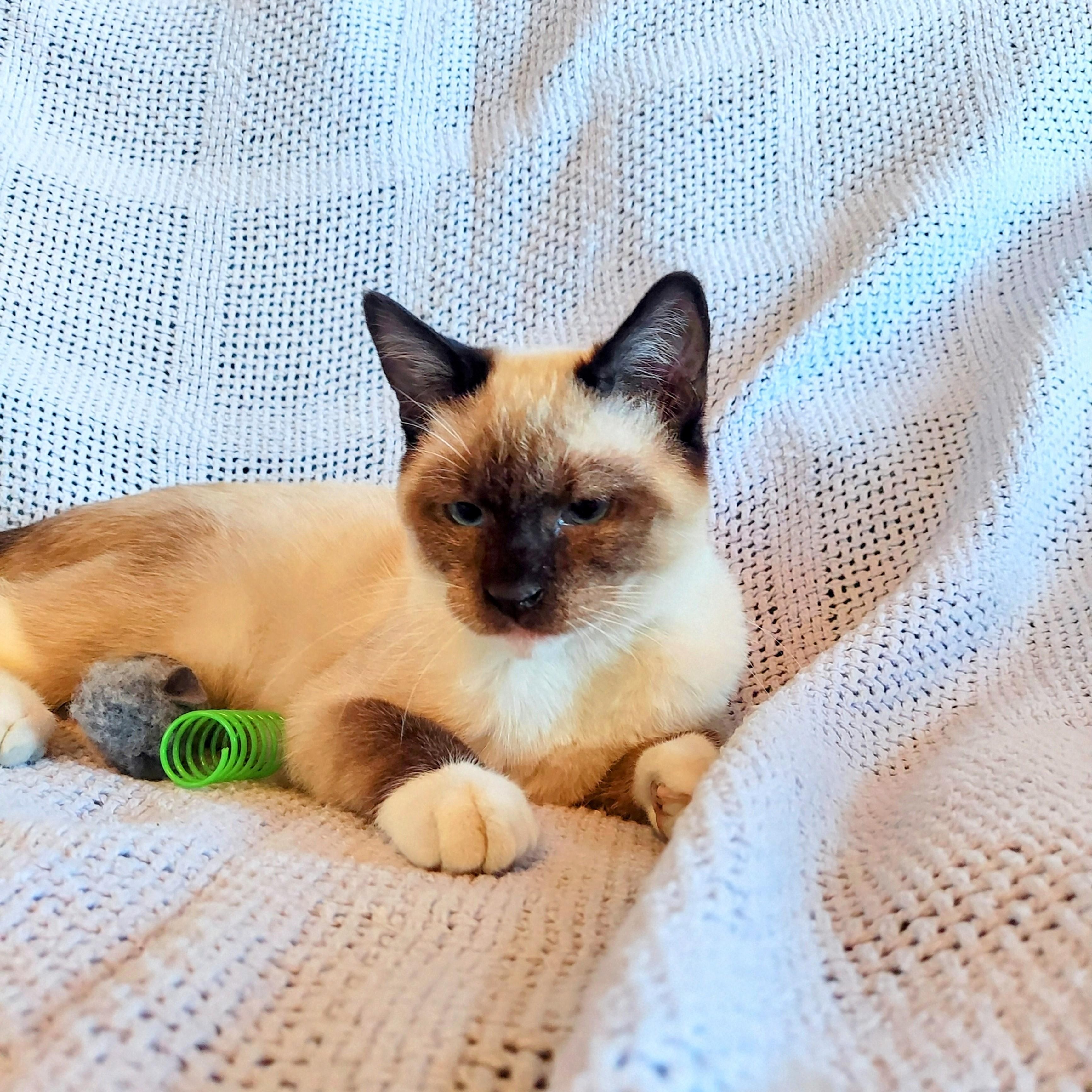 Timmy, a Adopted Siamese in Dallas, TX image 2/6