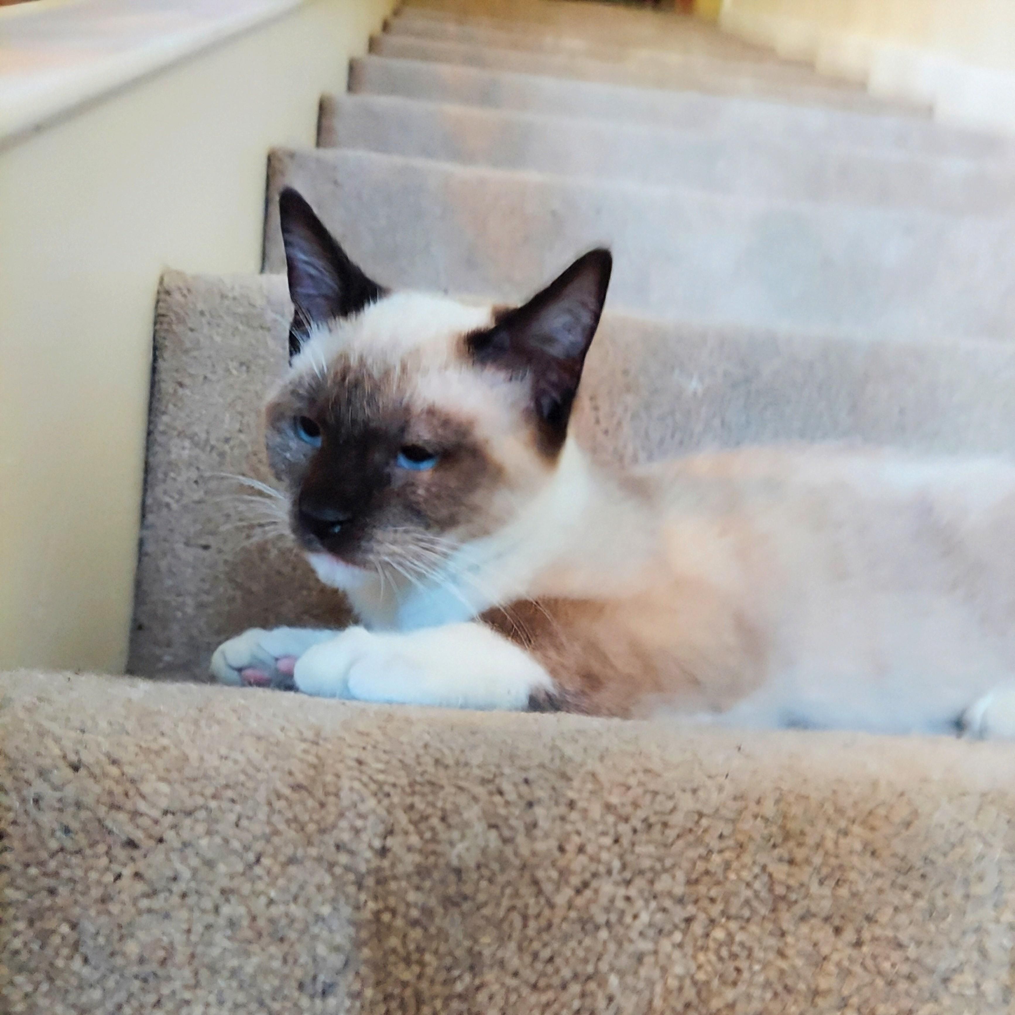 Timmy, a Adopted Siamese in Dallas, TX image 4/6