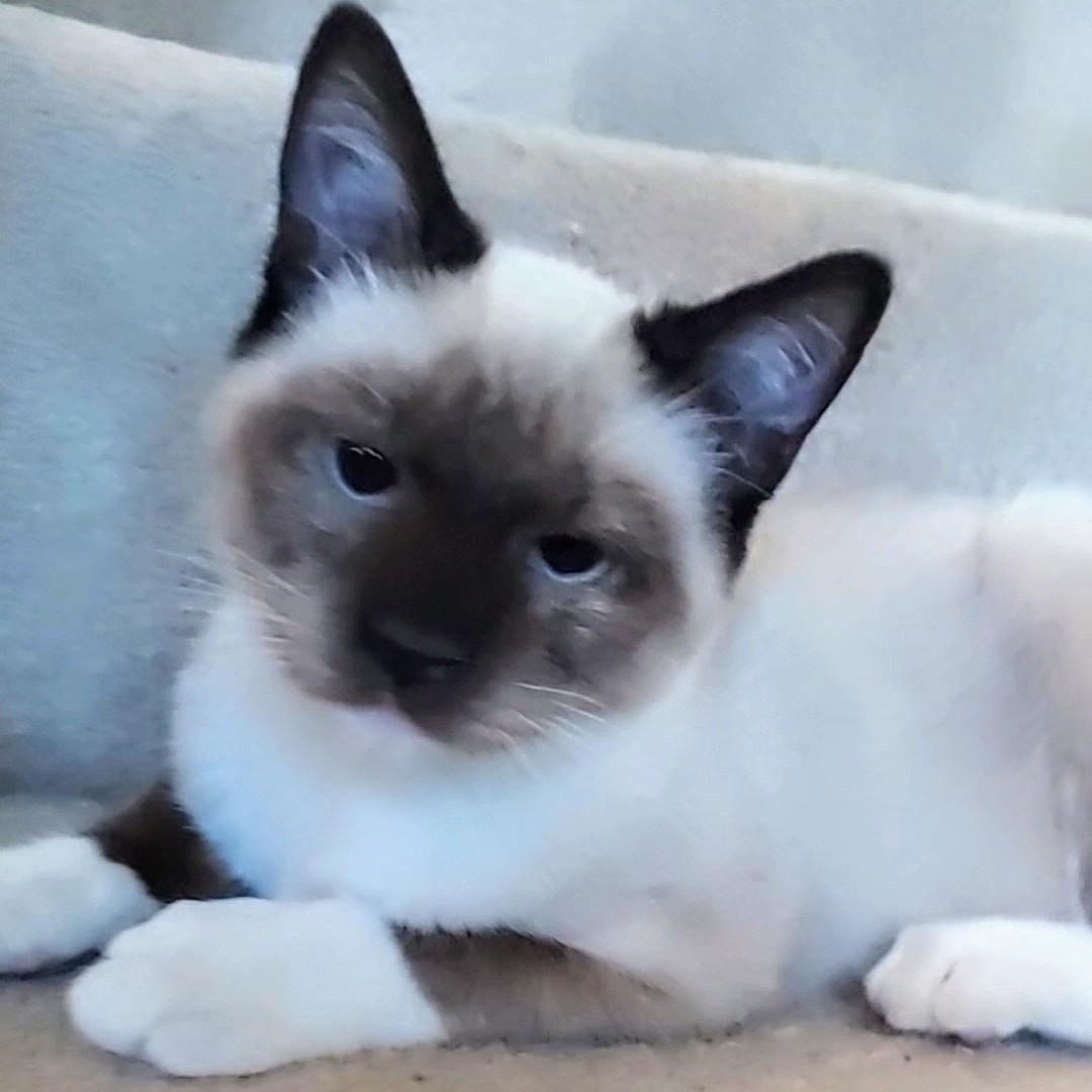 Timmy, a Adopted Siamese in Dallas, TX image 1/6