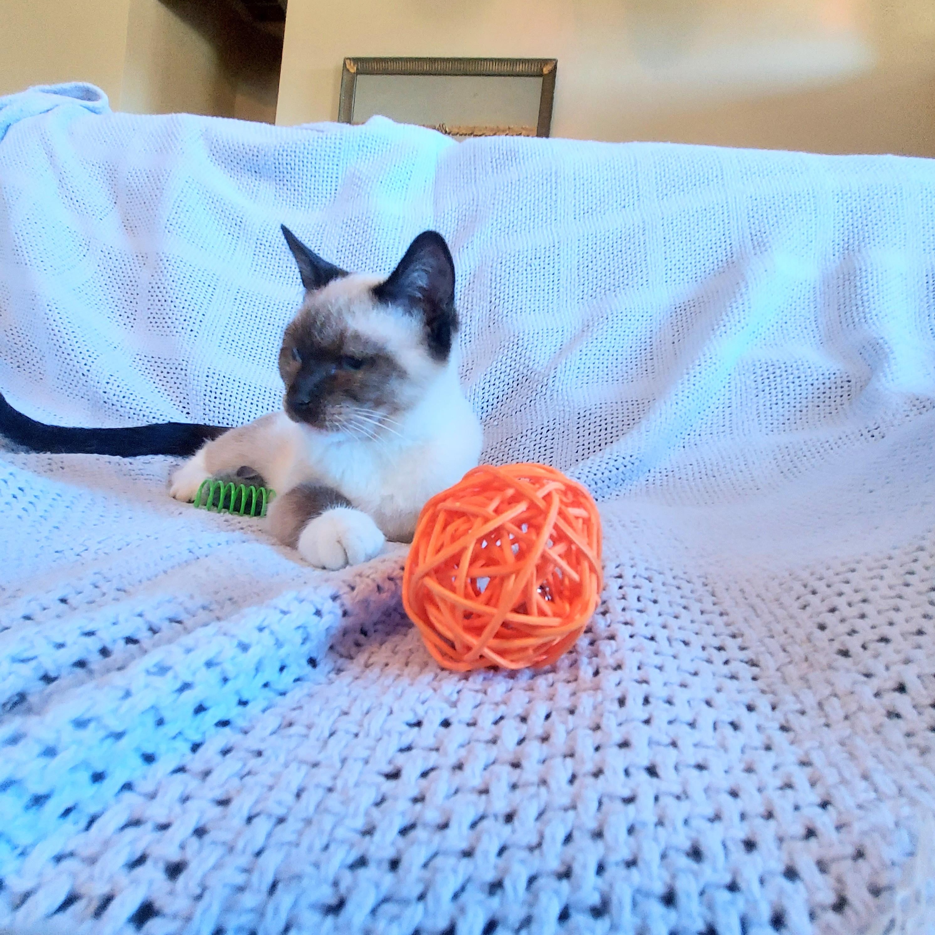 Timmy, a Adopted Siamese in Dallas, TX image 5/6