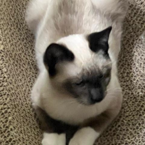 Timmy, a Adopted Siamese in Dallas, TX image 6/6