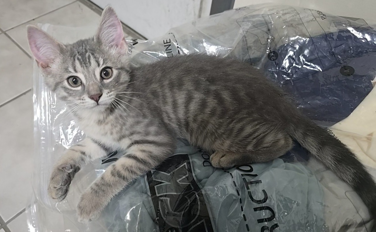 Rocky Road, Adopted, Kitten Male Domestic Short Hair.