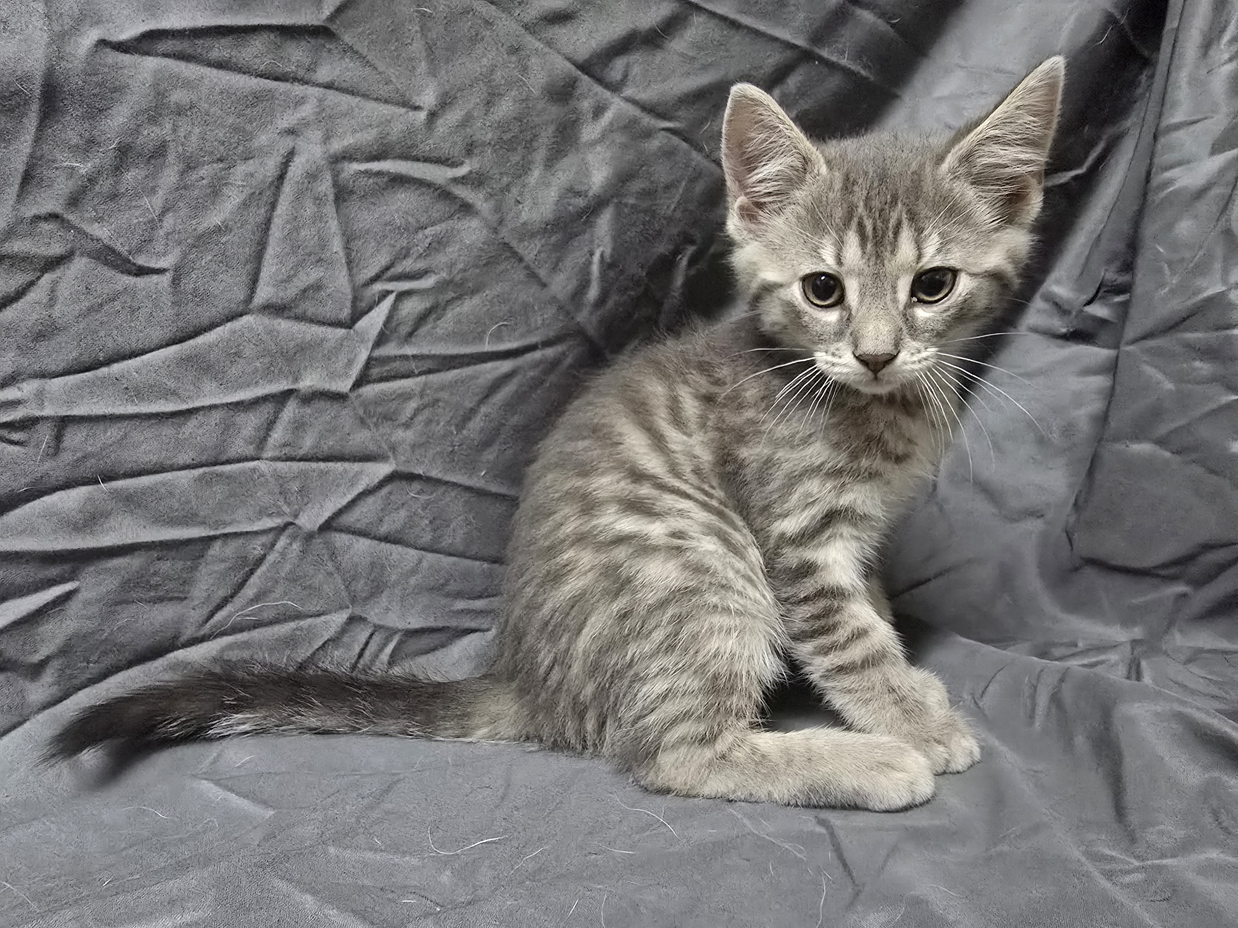 Enlarge Rocky Road, a Adopted Domestic Short Hair in Saylorsburg, PA image 2/3