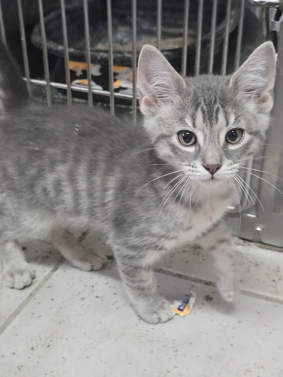 Enlarge Rocky Road, a Adopted Domestic Short Hair in Saylorsburg, PA image 3/3