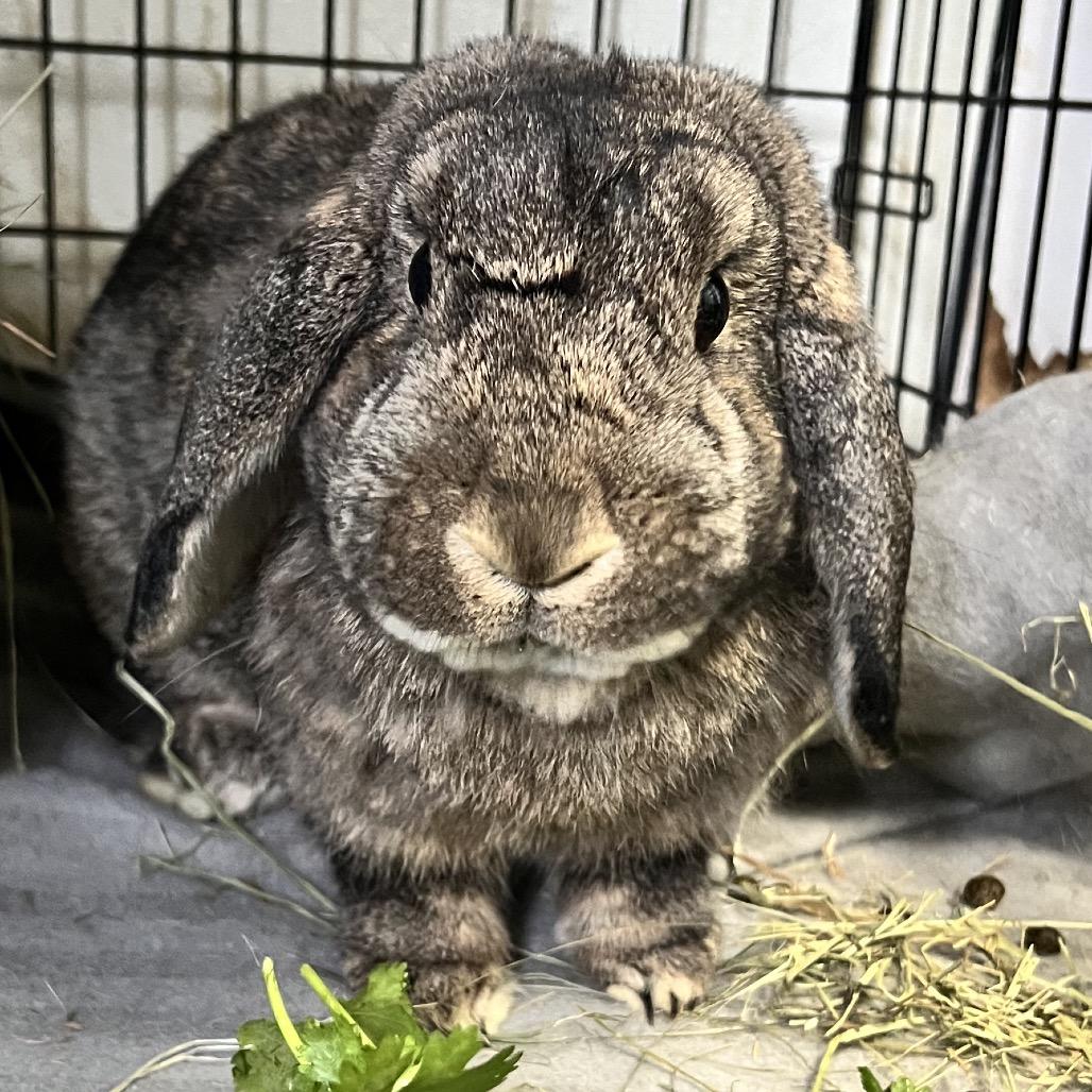 Enlarge Gus, a Adoptable Holland Lop in Kennesaw, GA image 1/1