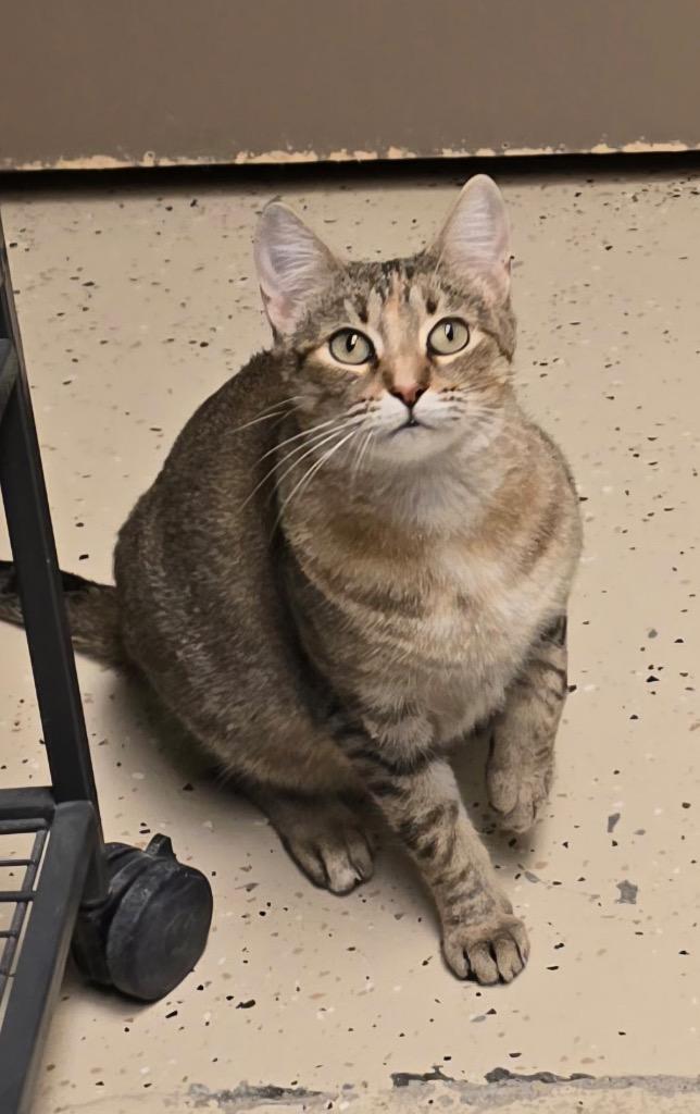 Enlarge Pixel, a Adoptable mixed breed in Blountville, TN image 1/5