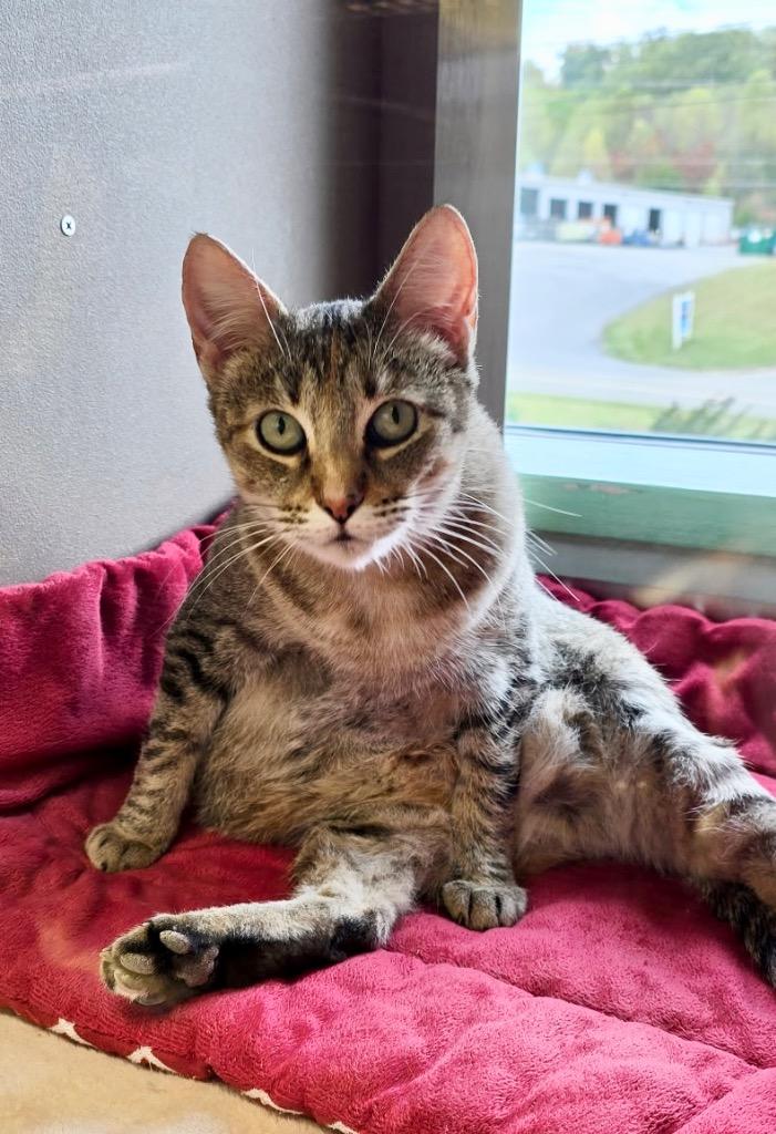 Enlarge Pixel, a Adoptable mixed breed in Blountville, TN image 2/5