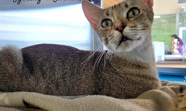 Enlarge Pixel, a Adoptable mixed breed in Blountville, TN image 3/5