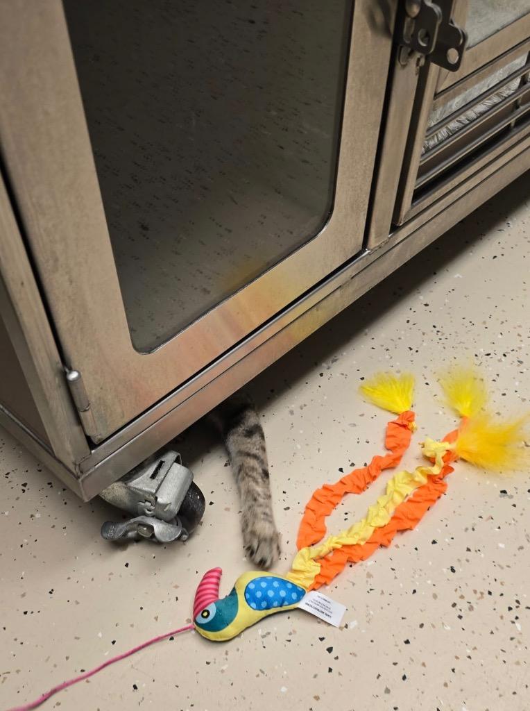 Enlarge Pixel, a Adoptable mixed breed in Blountville, TN image 4/5