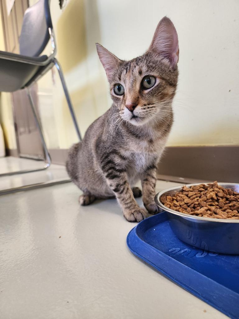 Enlarge Pixel, a Adoptable mixed breed in Blountville, TN image 5/5