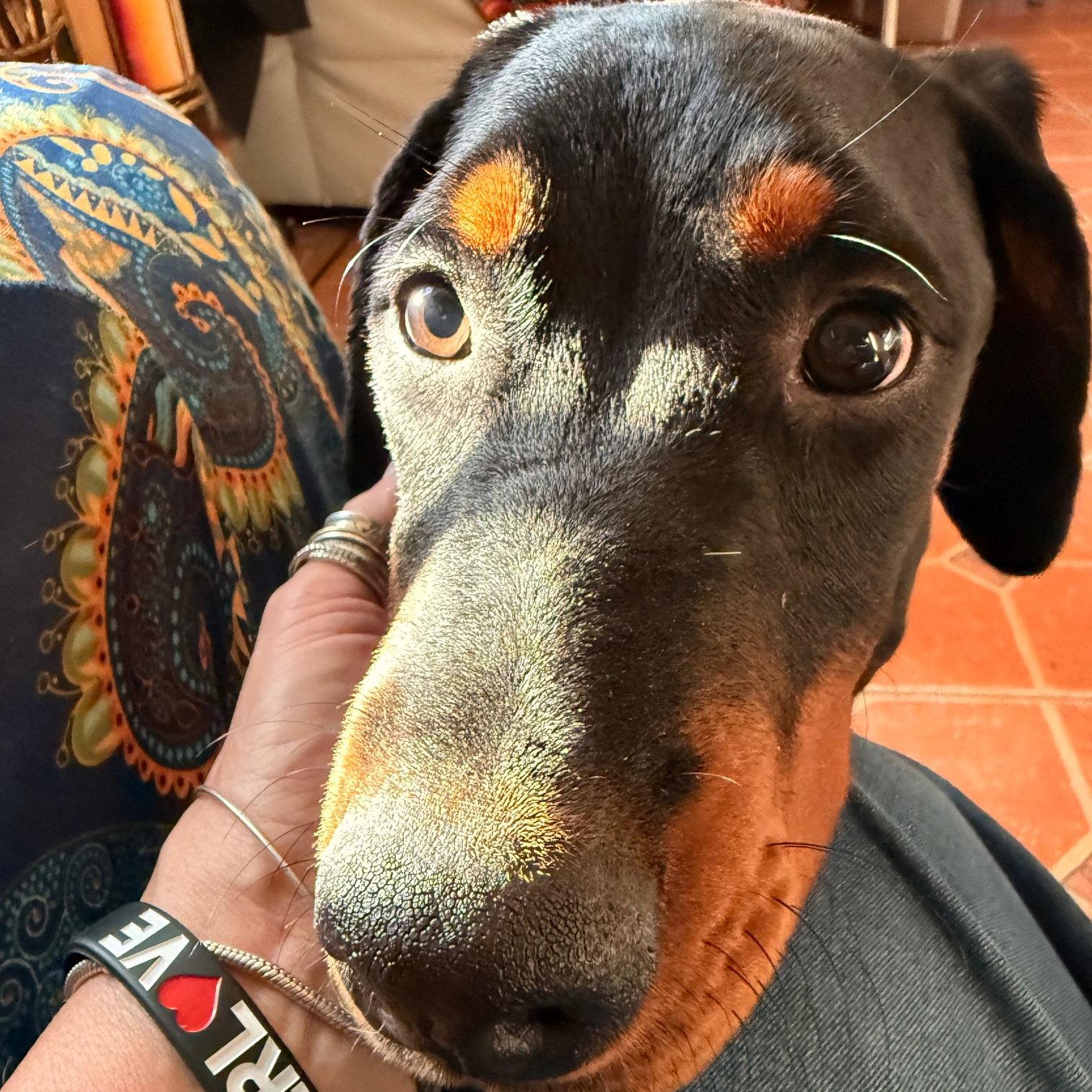 Piper 3594, Adopted, Young Female Doberman Pinscher.