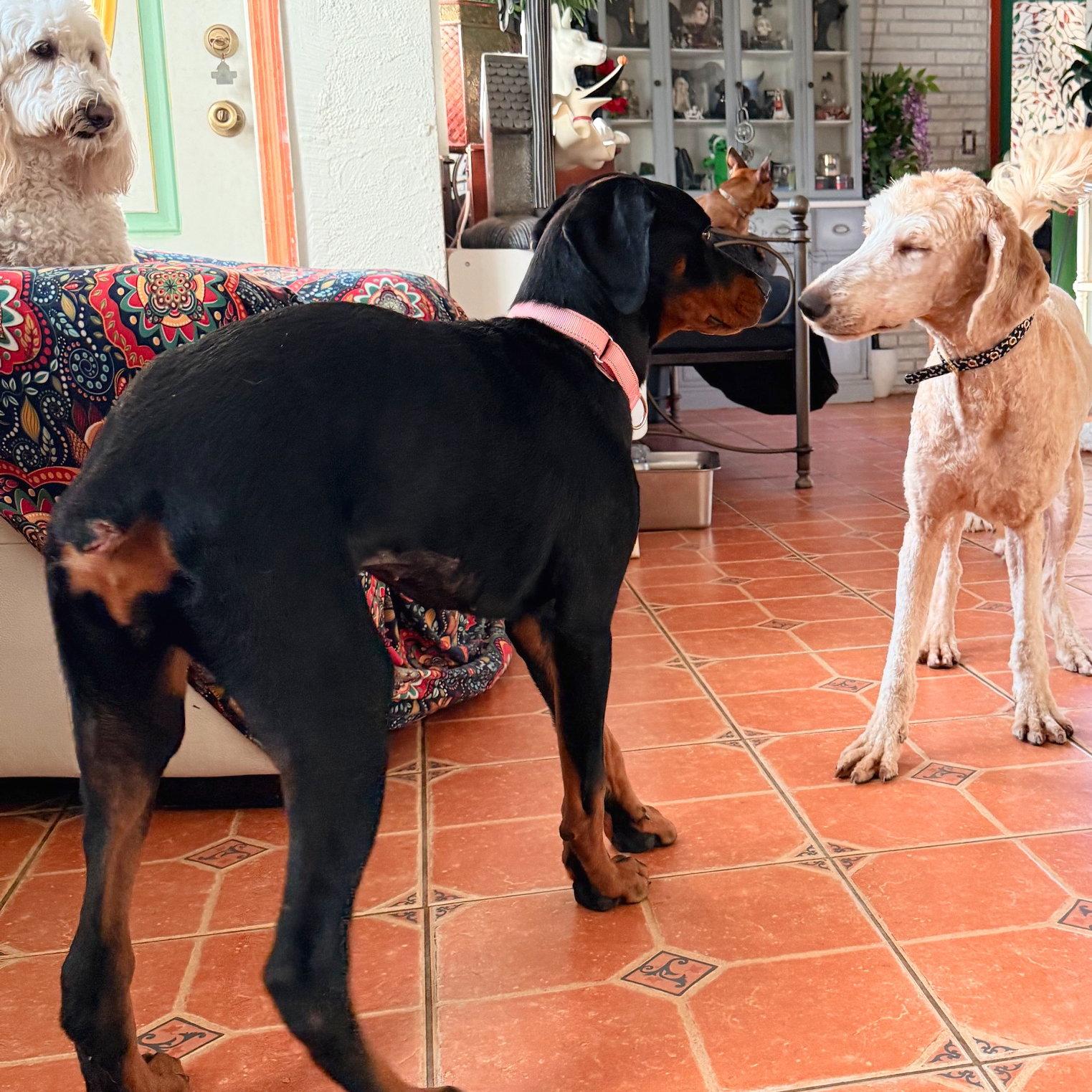 Enlarge Piper 3594, a Adopted Doberman Pinscher in Oakland Park, FL image 2/3