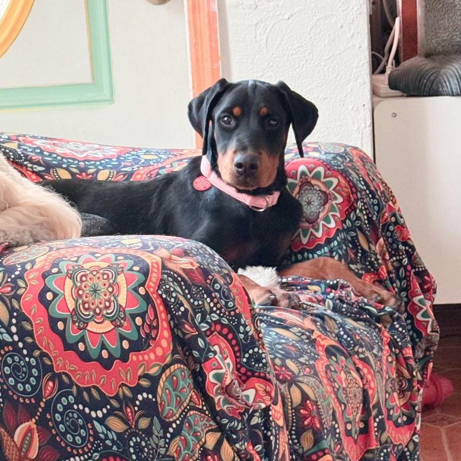 Enlarge Piper 3594, a Adopted Doberman Pinscher in Oakland Park, FL image 3/3