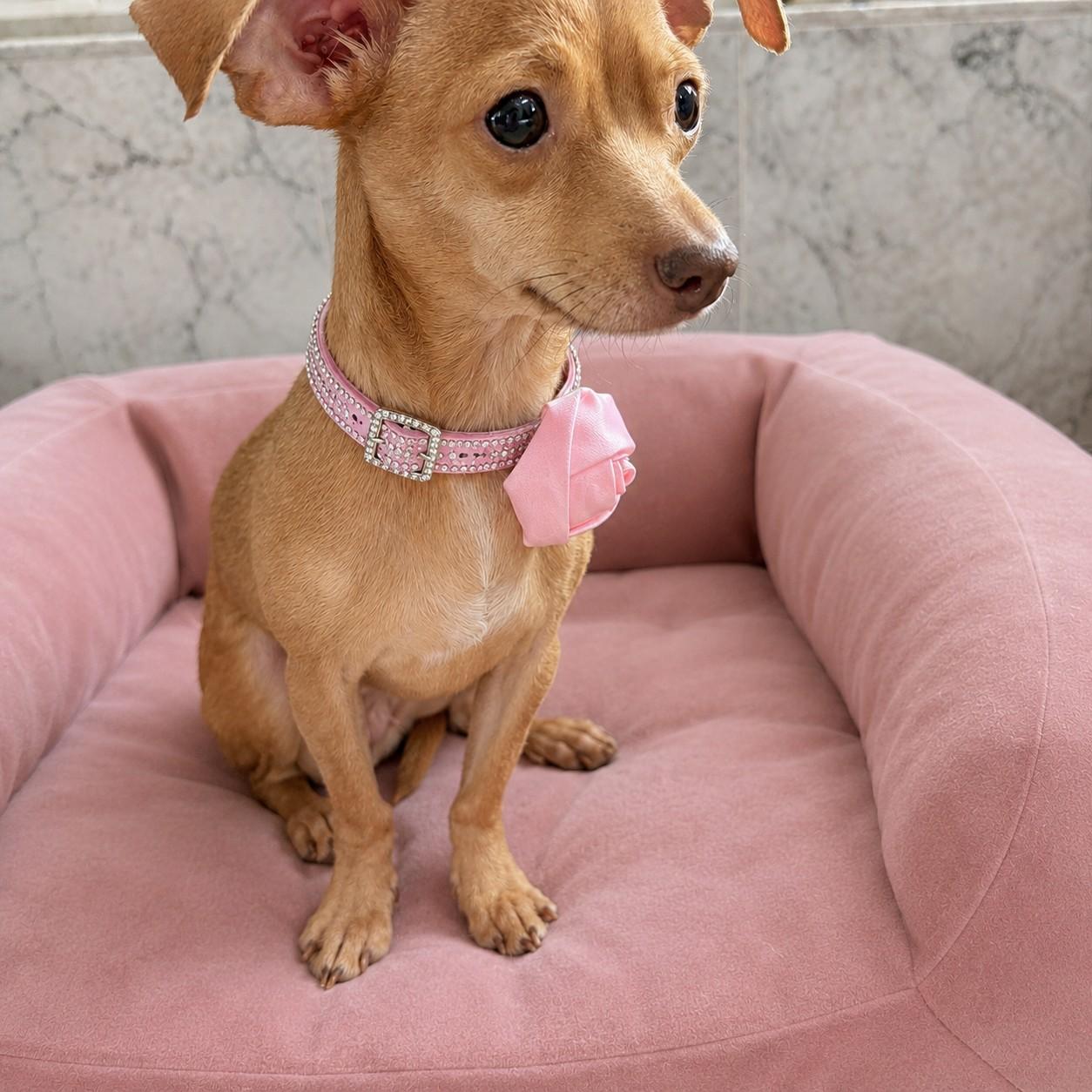 Enlarge Penny Claire, an adopted Chihuahua in Poway, CA image 2/5