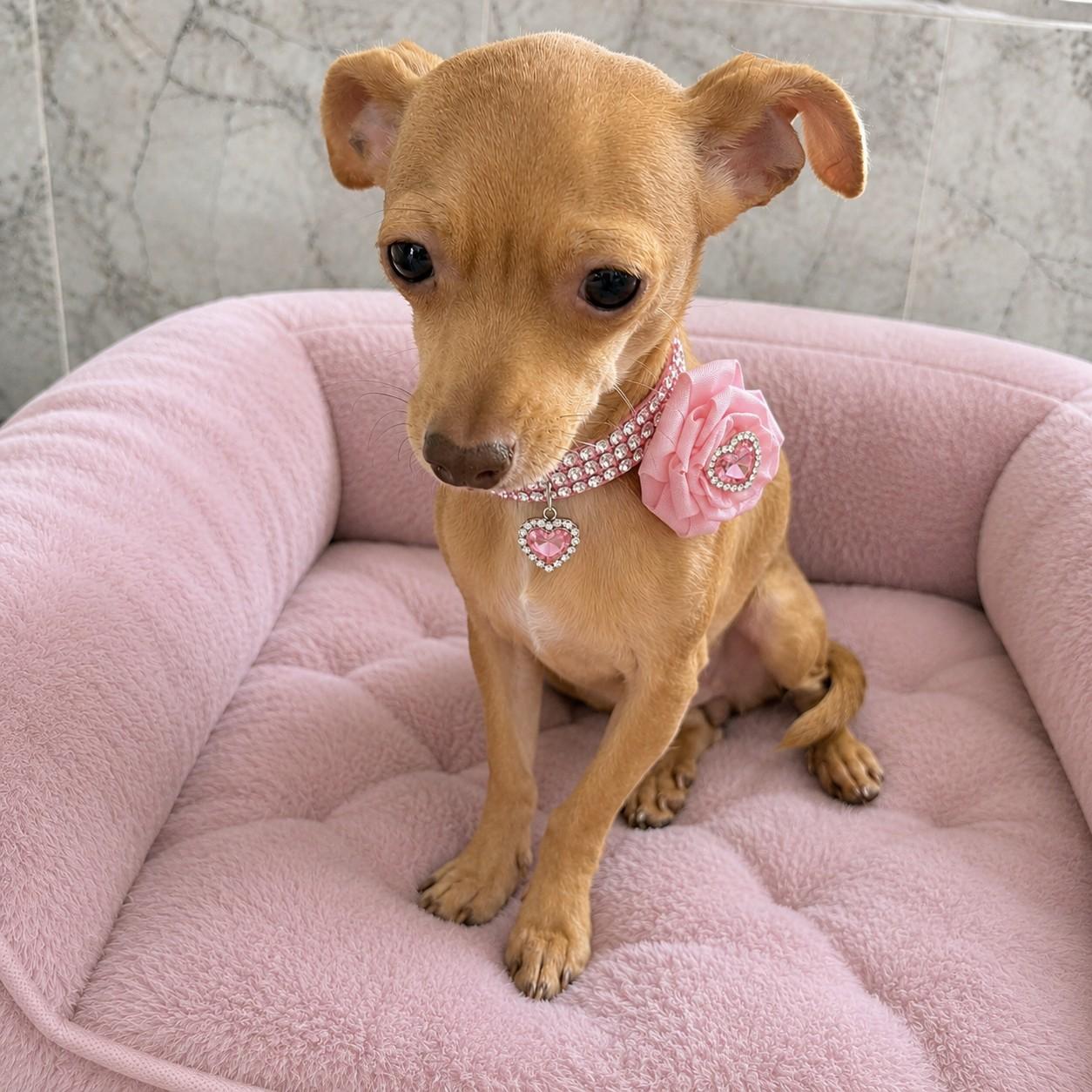 Enlarge Penny Claire, an adopted Chihuahua in Poway, CA image 4/5