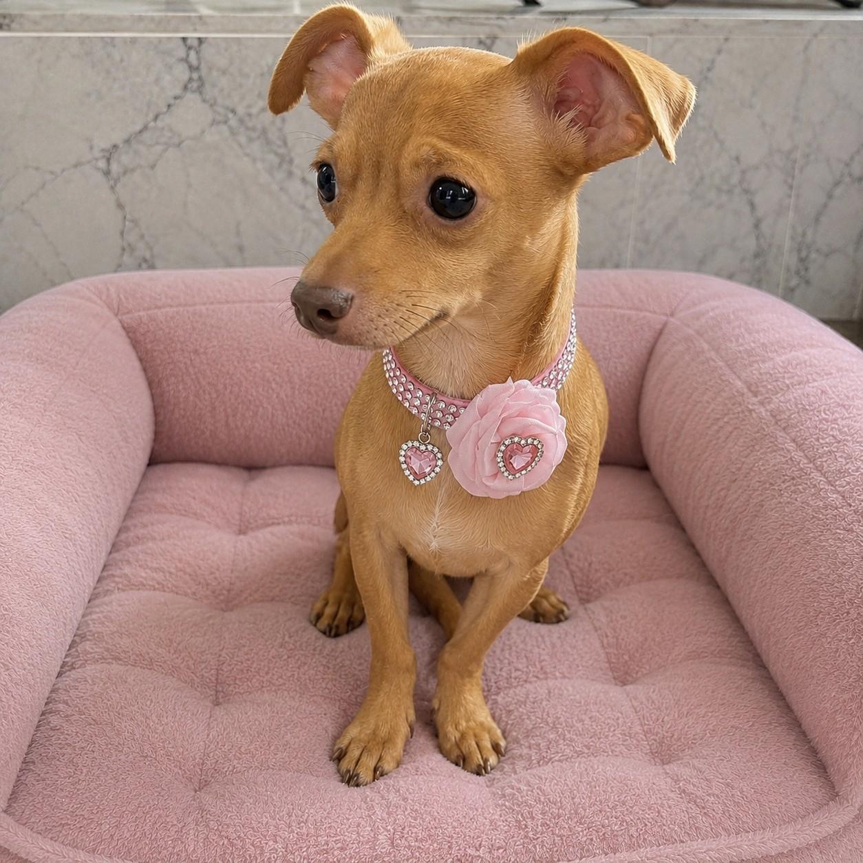 Enlarge Penny Claire, an adopted Chihuahua in Poway, CA image 3/5