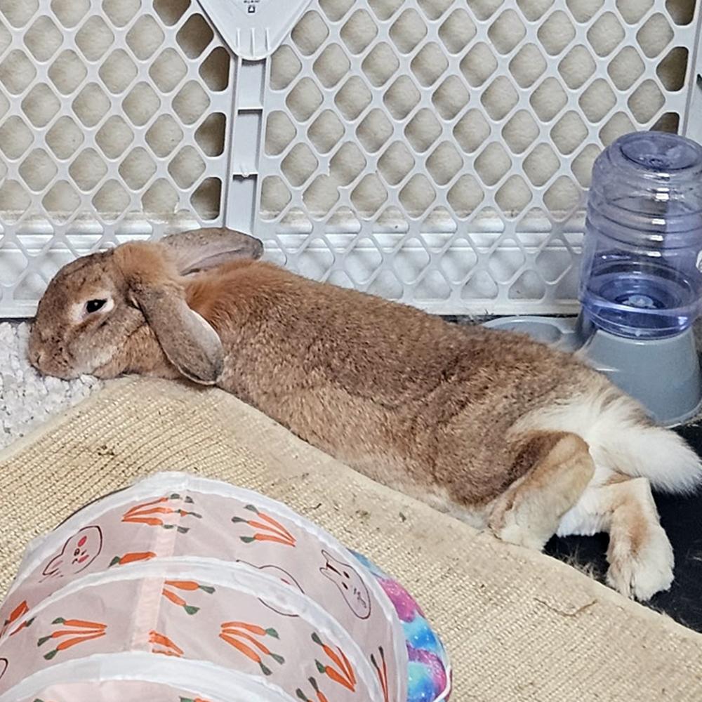 Enlarge Frisbee, a Adoptable Lop Eared in Houston, TX image 1/3
