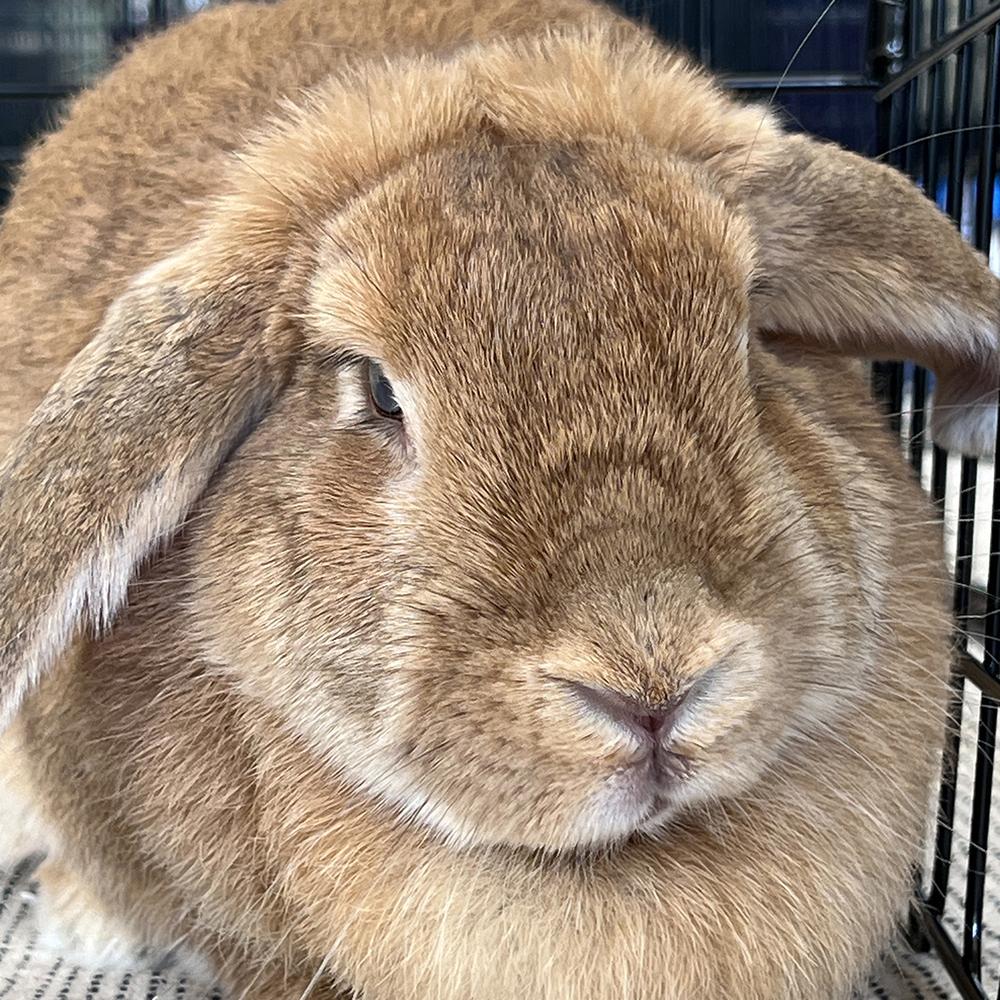 Enlarge Frisbee, a Adoptable Lop Eared in Houston, TX image 2/3