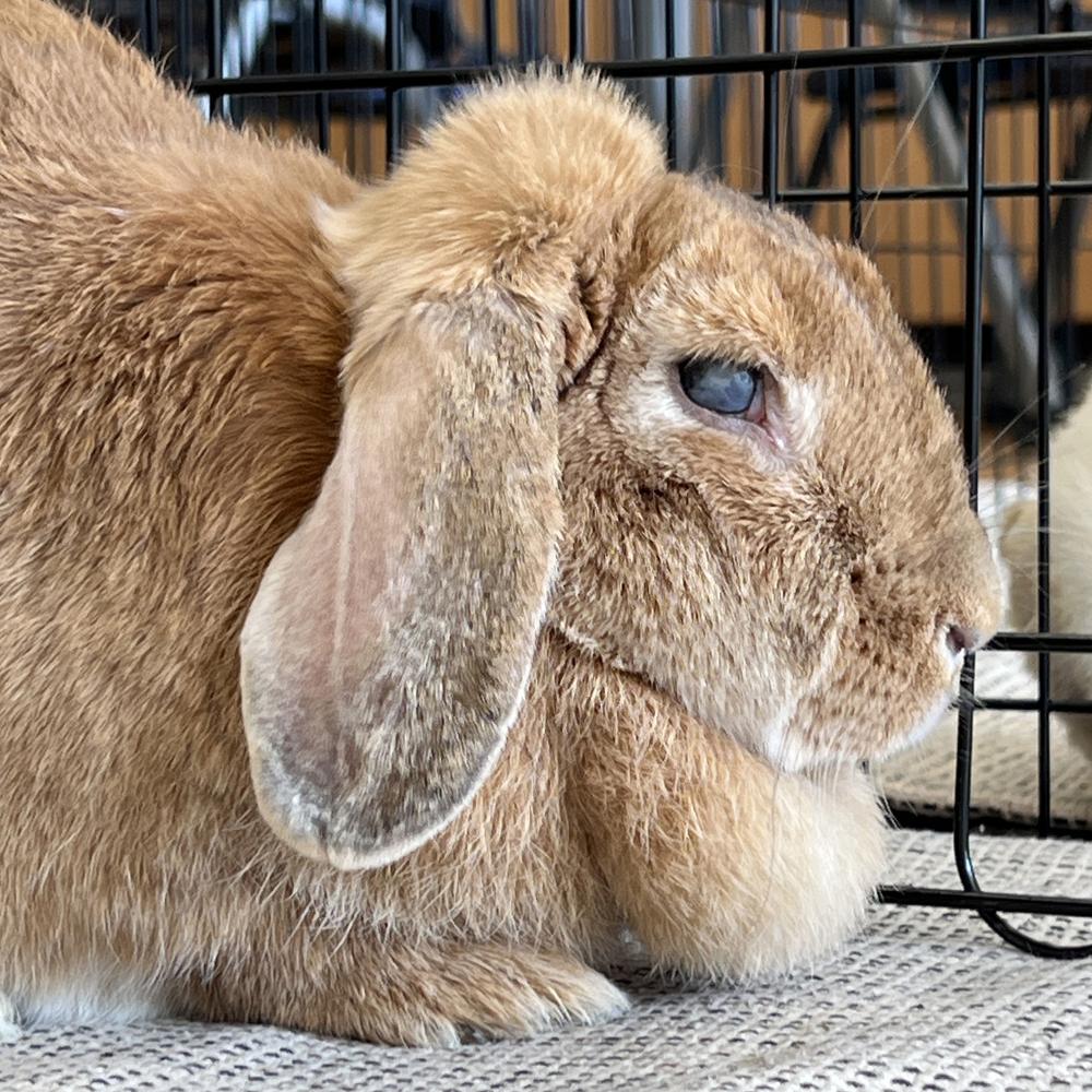 Enlarge Frisbee, a Adoptable Lop Eared in Houston, TX image 3/3