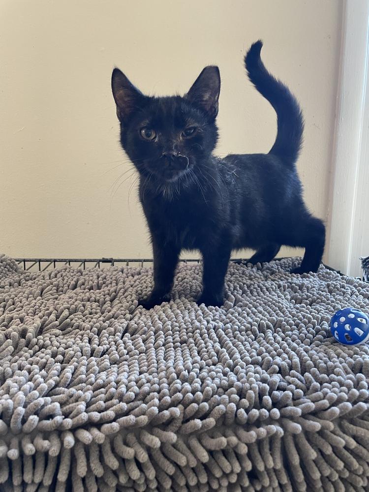 Noa, Adoptable, Kitten Male Domestic Short Hair.