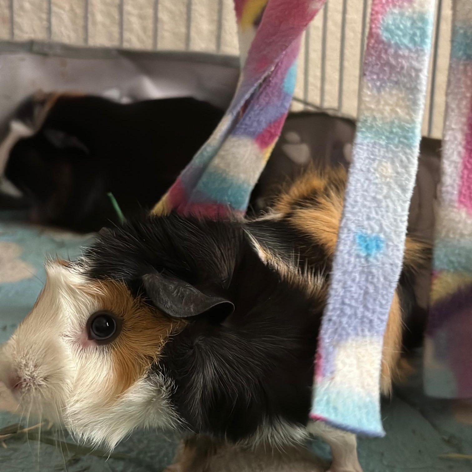 Enlarge Matcha and Macchiato, a Adoptable Abyssinian in Wellington, CO image 3/3