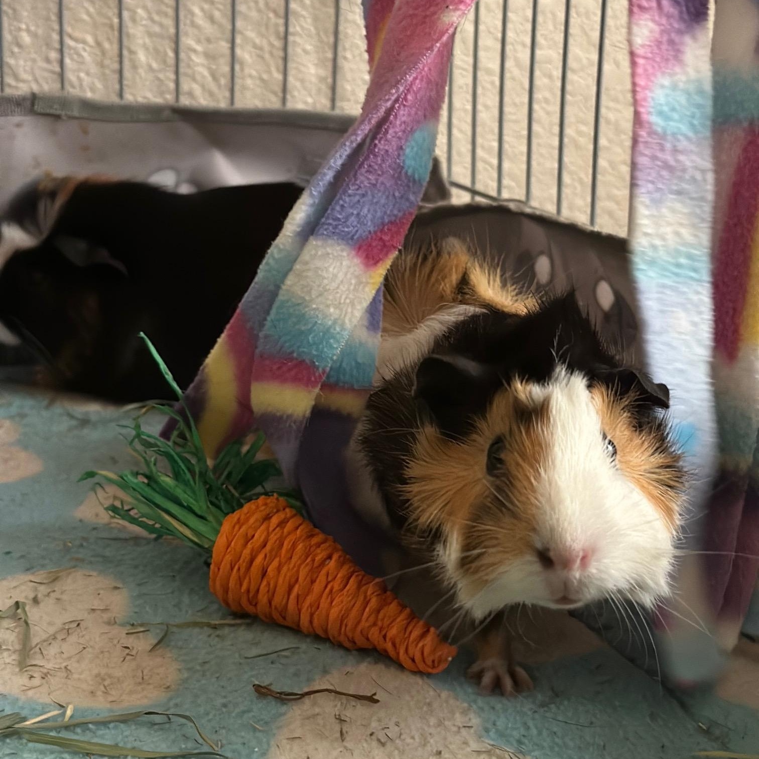 Enlarge Matcha and Macchiato, a Adoptable Abyssinian in Wellington, CO image 1/3