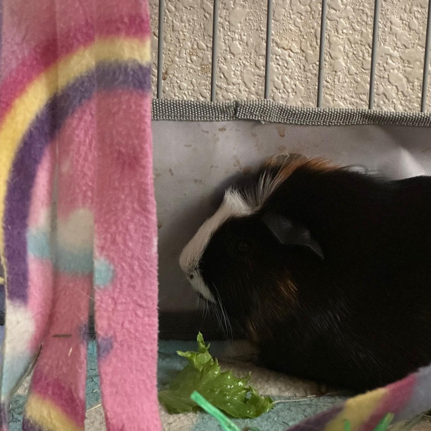 Enlarge Matcha and Macchiato, a Adoptable Abyssinian in Wellington, CO image 2/3