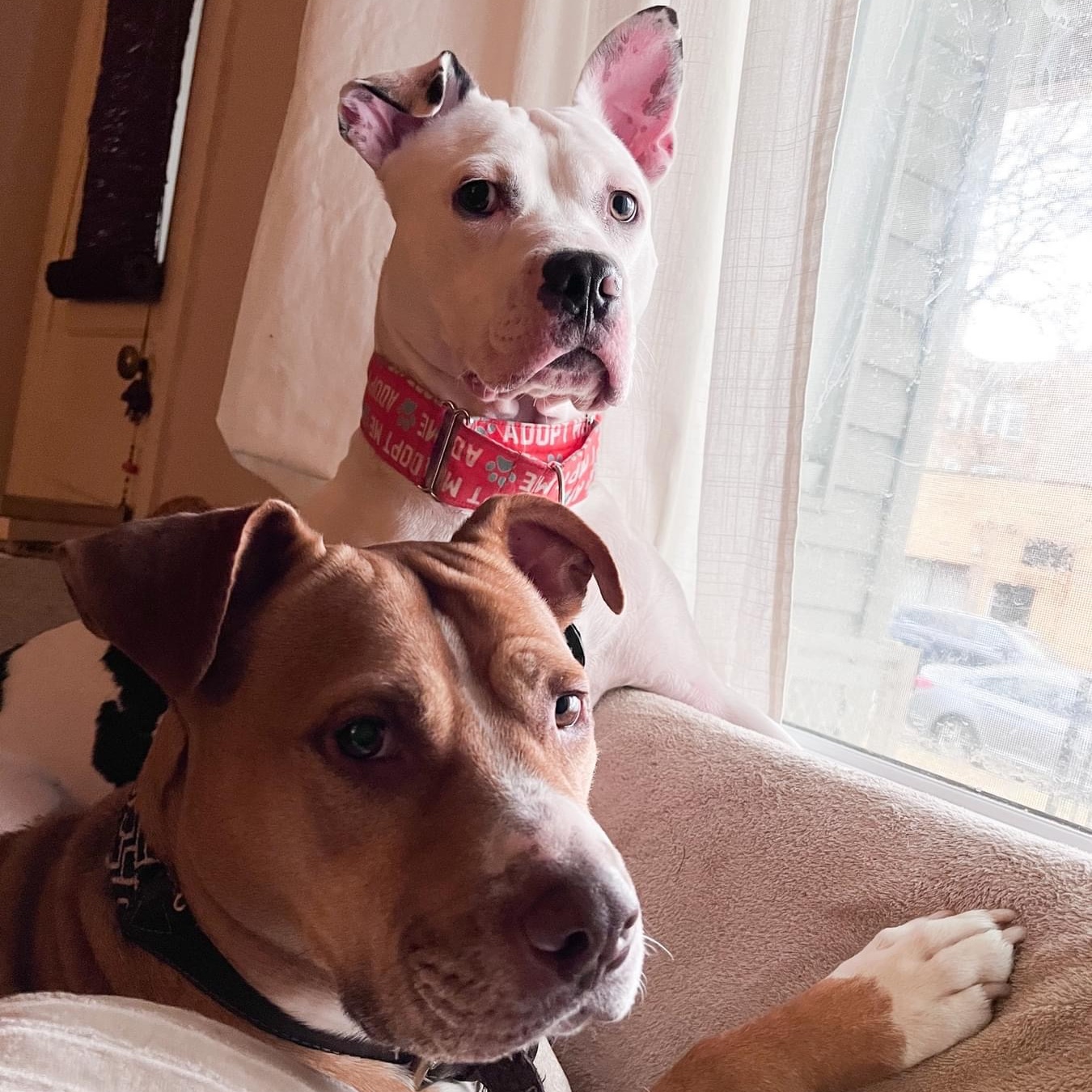 Leo, a Adoptable Pit Bull Terrier in Chicago, IL image 5/6