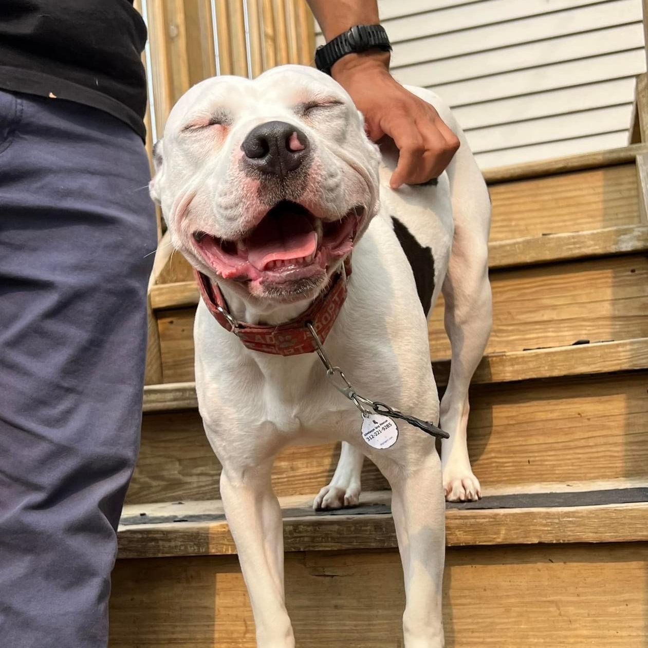 Leo, a Adoptable Pit Bull Terrier in Chicago, IL image 1/6