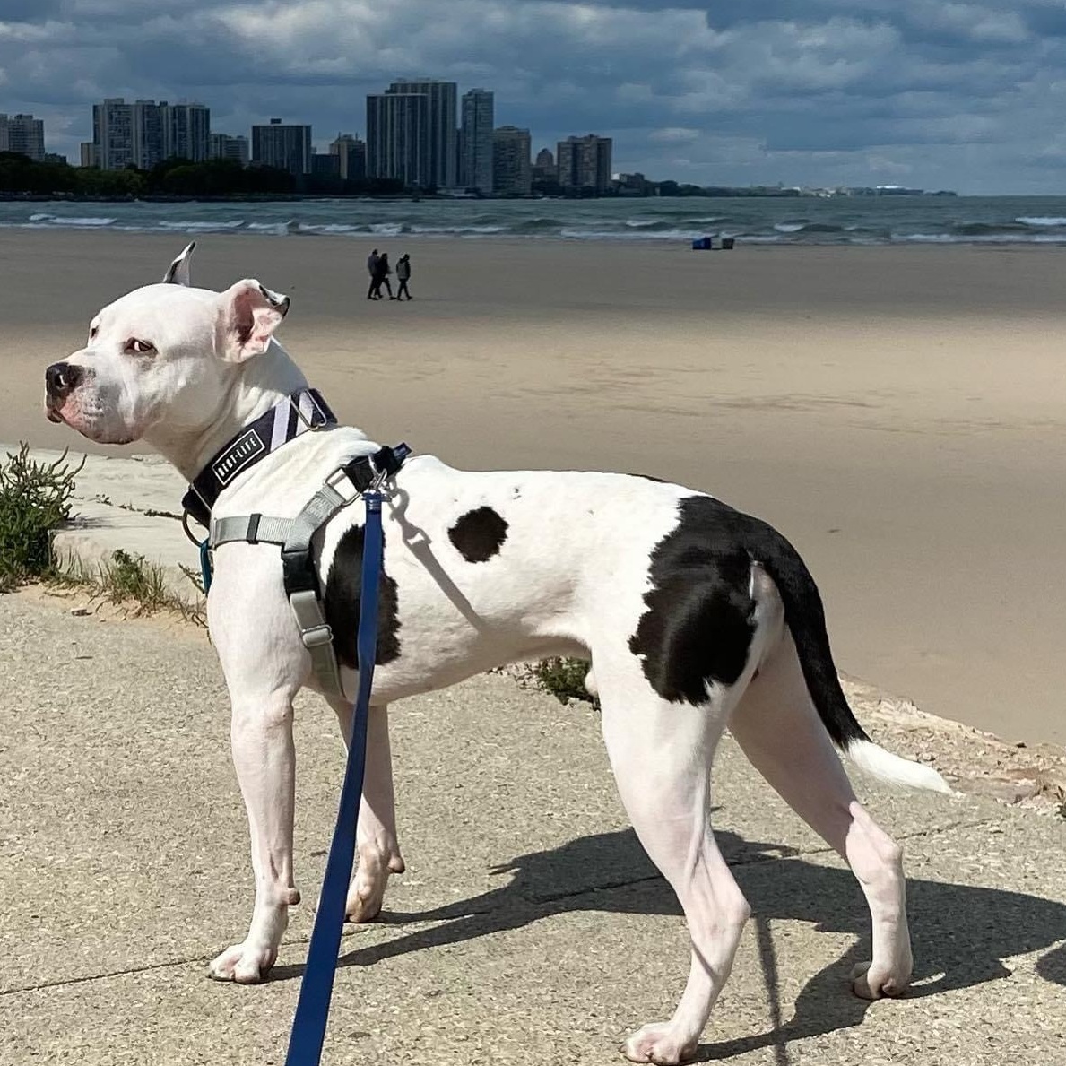 Leo, a Adoptable Pit Bull Terrier in Chicago, IL image 3/6