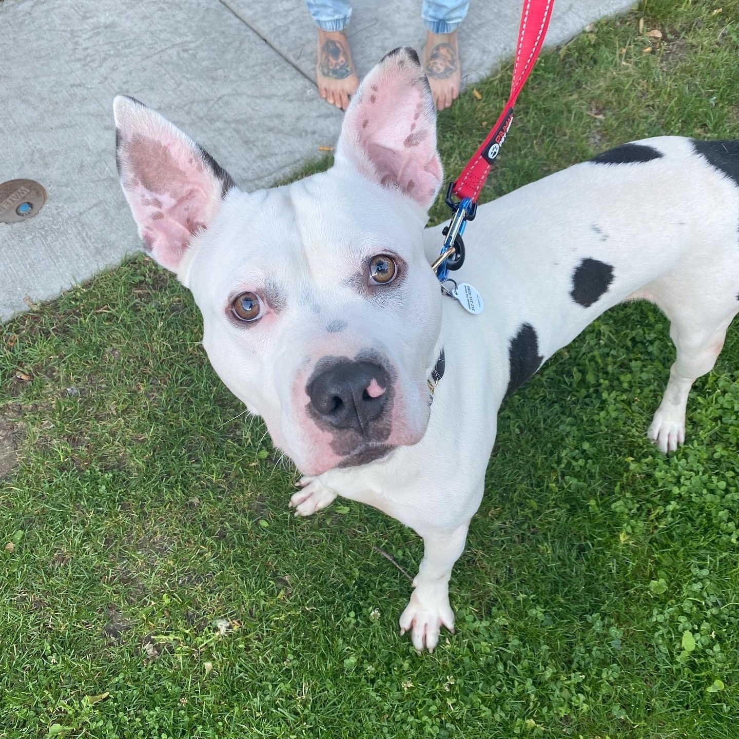 Leo, a Adoptable Pit Bull Terrier in Chicago, IL image 4/6