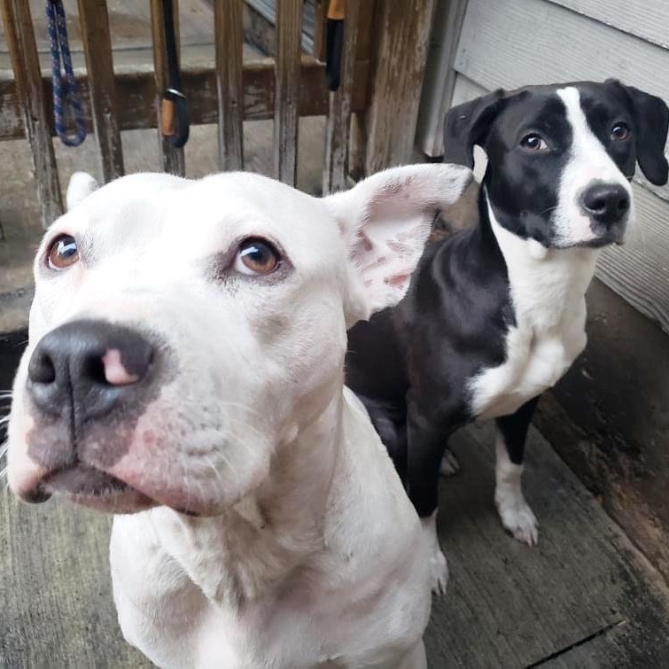 Leo, a Adoptable Pit Bull Terrier in Chicago, IL image 2/6