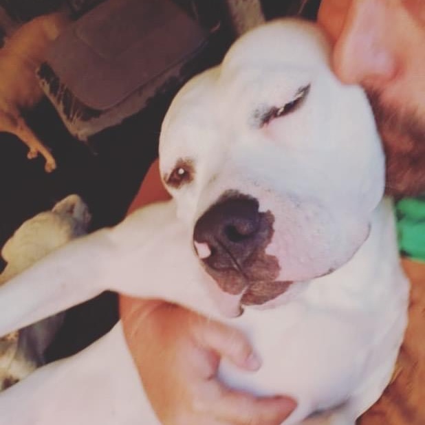 Leo, a Adoptable Pit Bull Terrier in Chicago, IL image 6/6