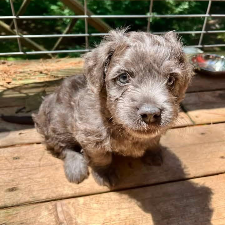 Lark, a Adoptable mixed breed in Kentwood, MI image 4/5