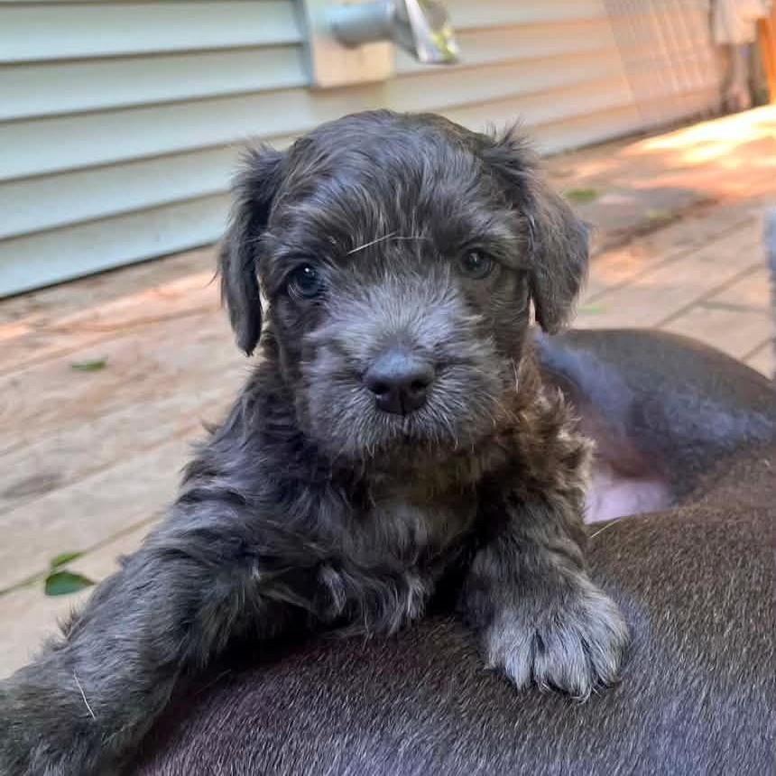 Lark, Adoptable, Puppy Female Schnoodle & Pit Bull Terrier.