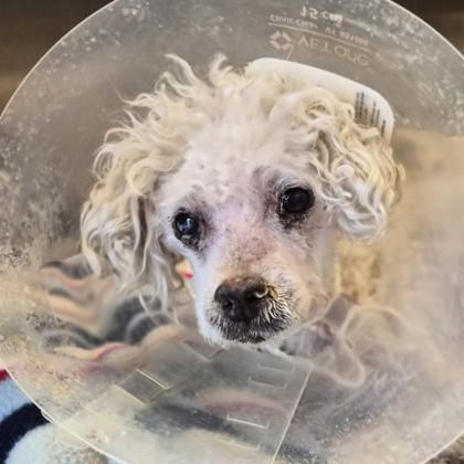 Enlarge Streusel, a ADOPTABLE mixed breed in Sacramento, CA image 2/3